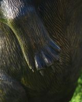 Close up of bear"s front paws
