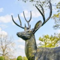 Close up of Head, Neck and Antlers on Deer Sculpture 