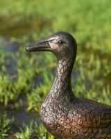 Close up of standing duck"s head