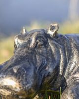 Cast Aluminium Harriet Hippo Garden Sculpture face