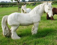 Miniature Cast Iron Pony Sculpture in Situ