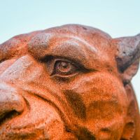 Close-up of the Detail on the Cast Iron Rustic Jaguar Bust