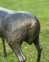 Close Up Of Tail On Doe 