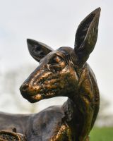 Close Up of Doe 
