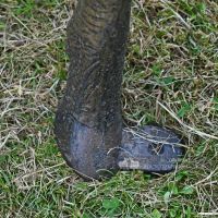 Close Up of Deer Garden Sculpture Foot Mounting