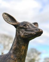 Close Up Of Does Face