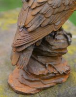 Close Up of Feathers on Eagle 