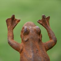 Close up of Frog Hands