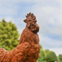 Close up of Rooster Head 