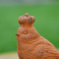 Close up of Bird with Crown 