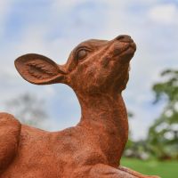 Cloe-Up of Sitting Deer