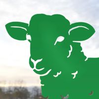 Close-up of the Head on the Curly Lamb Silhouette