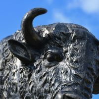 Close up of Tatanka Horn & Face 