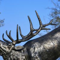 Close up of antlers 