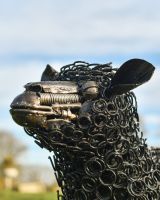 Close up of details on sheeps face