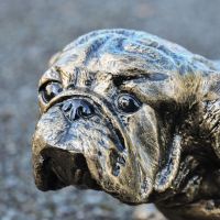 Close-Up of Pug Standing Sculpture in an Antique Gold Finish