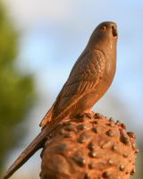 Close Up Of Bird On Pinecone