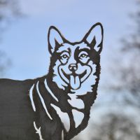 Close up of Facial Expressions on Welsh Corgi Silhouette 