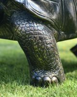 Close-Up of Scaled Pattern on Legs