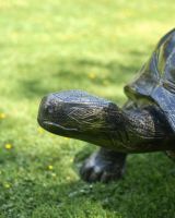 Close-Up of Tortoise Head in Antique Gold Finish