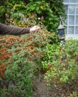 Scale image of suncatcher garden ornament