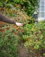 Scale image of "Harvest" Suncatcher Garden Stake
