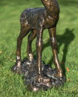 Close Up Of Fawn On Base