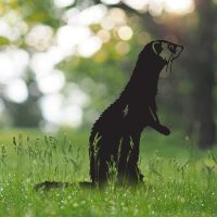 Standing Ferret Silhouette in the Grass