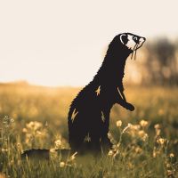 Standing Ferret Silhouette in Situ in the Garden