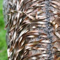 Equestrian Garden Sculpture