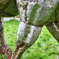 Equine Sculpture