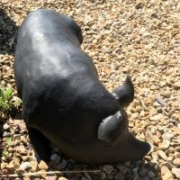 Cast Iron Black Laying Pig
