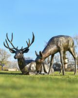Laying Stag and Feeding Doe Aluminium Sculptures in Situ in the Garden