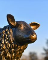 Close Up Of Life Size "Spencer" Sheep Sculpture Face
