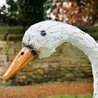 Close-up of the Face of the Swan Face