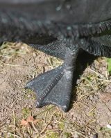 Close up of intricate feet detail on garden duck sculpture
