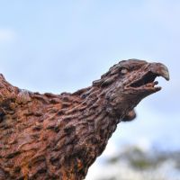 Close-up of the Eagle"s Face