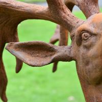 Close up of Stag Head, Ear and Antler