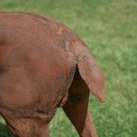 Close up of Stag Rear Sculpture 