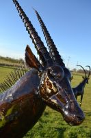 “Choroa Wilds” Oryx Sculpture