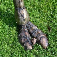 Close up of Ostrich feet and toes 