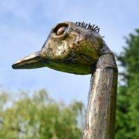 Close up of Ostrich head 