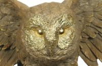 Owl With Outstretched Wings Wall Art & Bust Close-Up