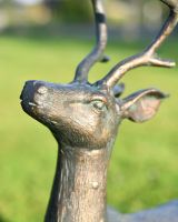 Close-Up of Miniature Stag Looking Up