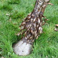 Close-up of the Feet on the Horse