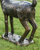 Close Up Of doe On Base 