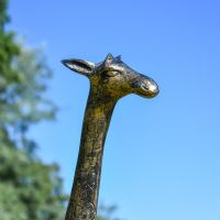 Close-Up of Giraffe Head