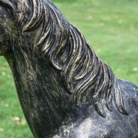 Close-Up of Horse Detail
