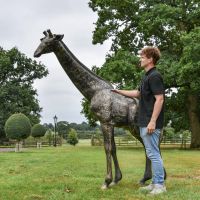 Scale Shot of Recycled Cast Aluminium Brushed Gold "Sahel" Giraffe Sculpture