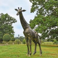Recycled Cast Aluminium Brushed Gold "Sahel" Giraffe Sculpture in Situ
